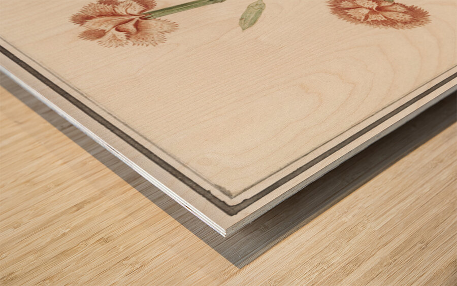 Carnation in vintage style Wood print