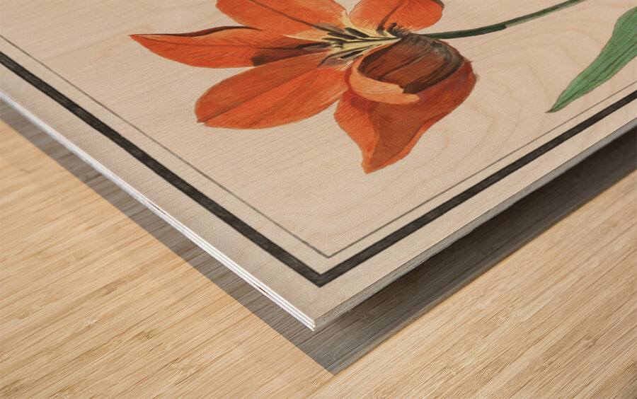 Tulip in vintage style Wood print