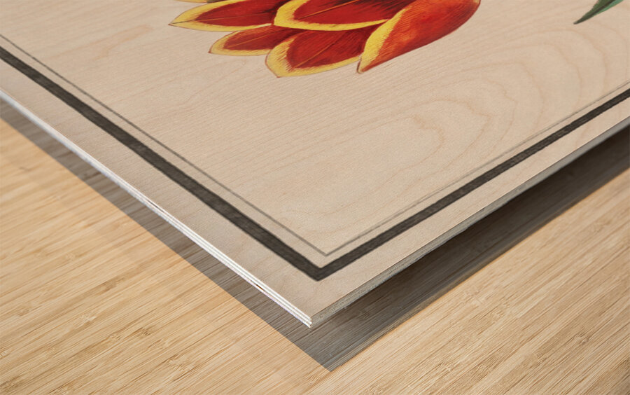 Tulip in vintage style Wood print