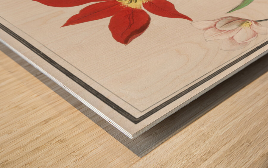Tulip in vintage style Wood print