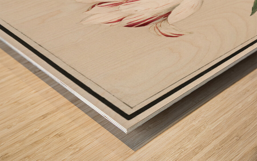 Tulip in vintage style Wood print