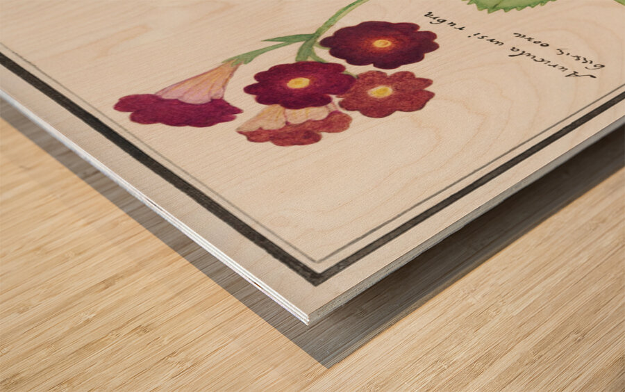 Primrose in vintage style Wood print