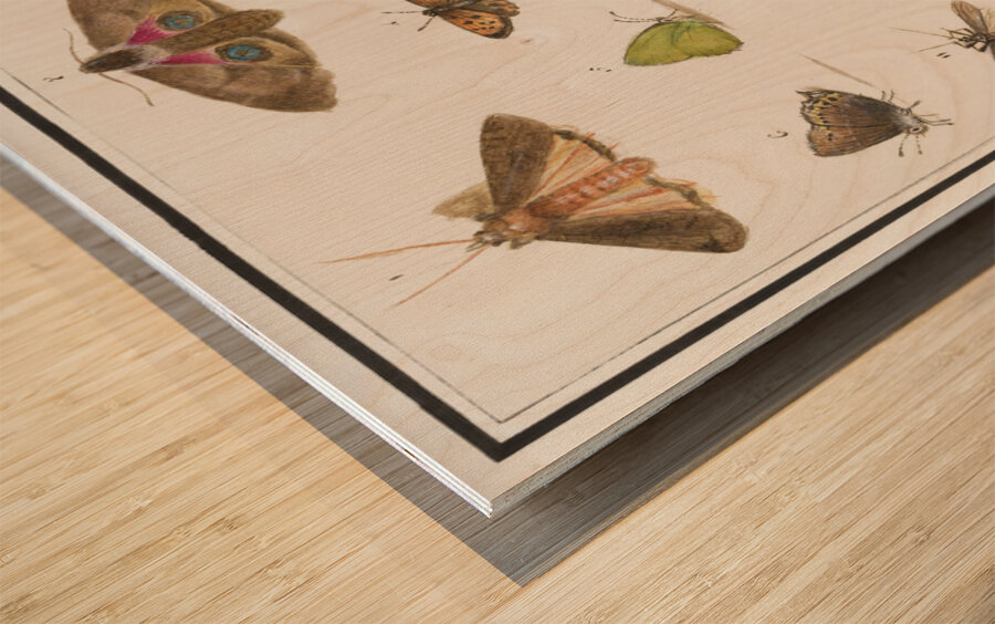 Butterflies and moths set Wood print
