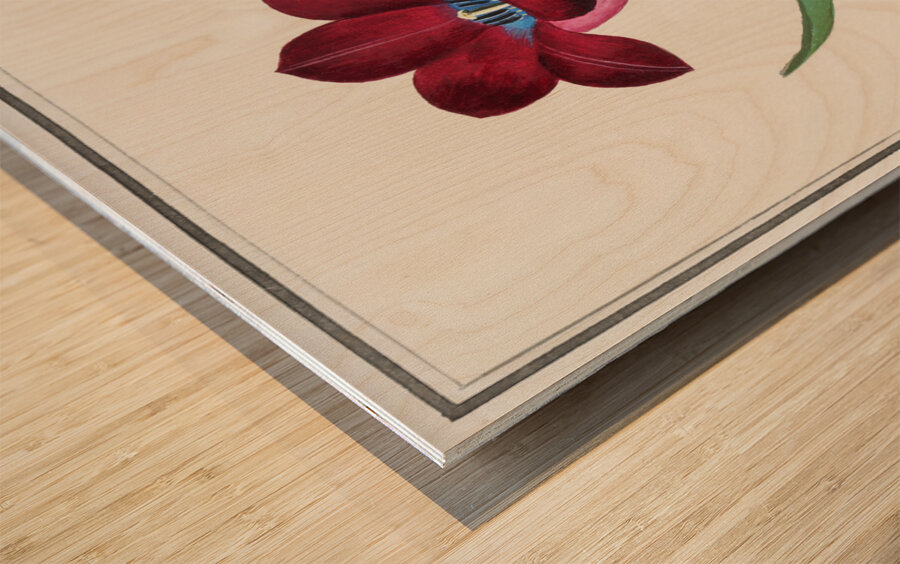 Tulip in vintage style Wood print