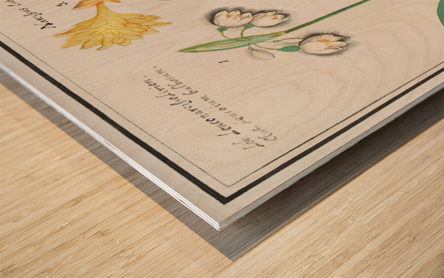 Tulip in vintage style Wood print