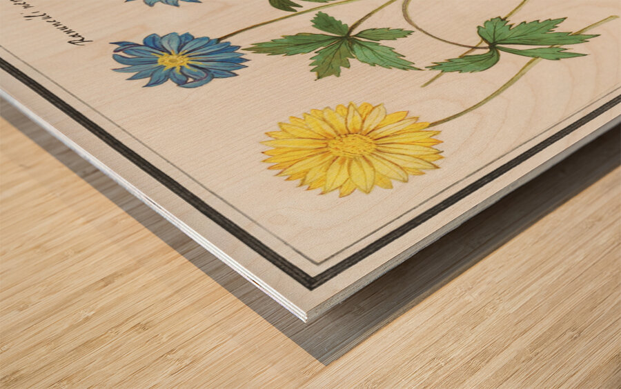 Windflower in vintage style Wood print