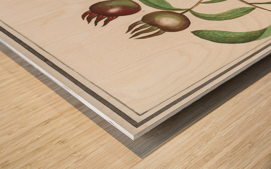 Medlar in vintage style Wood print
