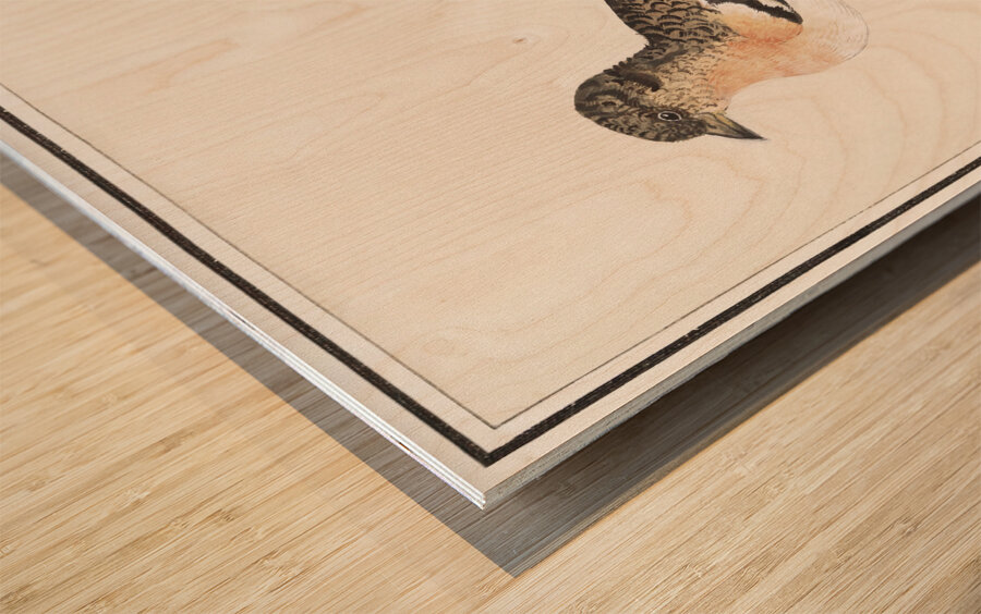 Brambling in vintage style Wood print