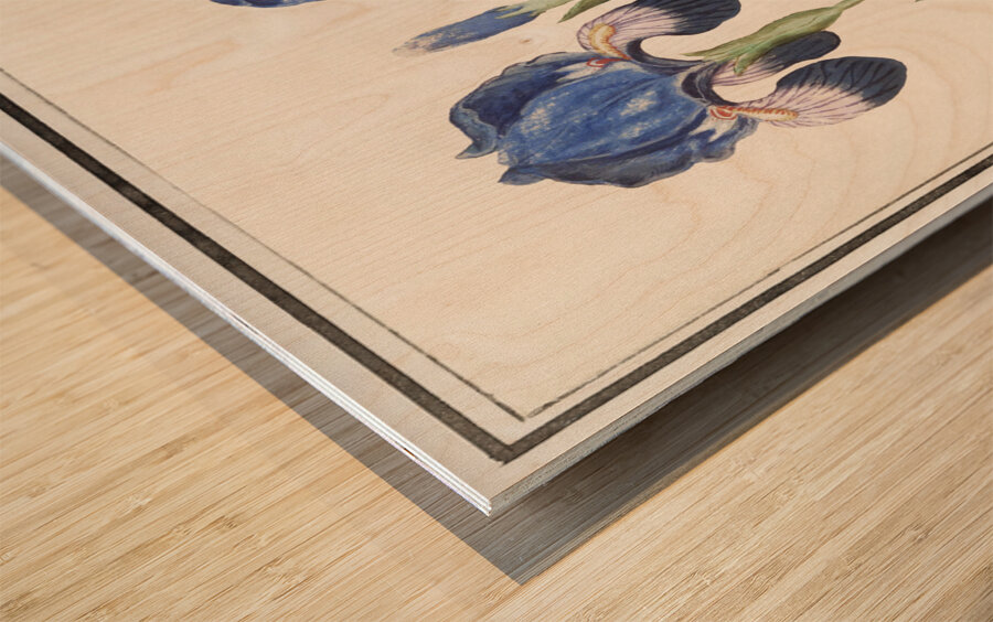 Purple iris in vintage style Wood print