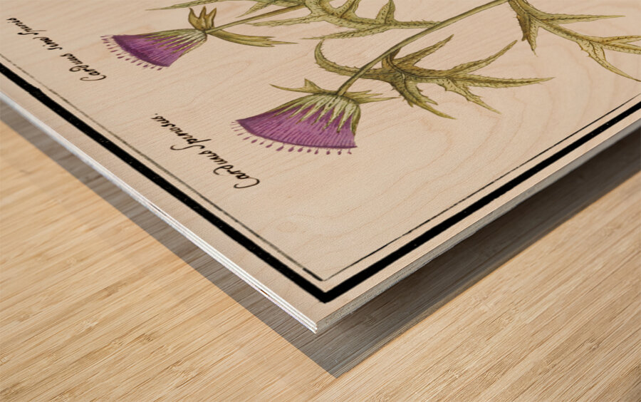 Thistle and artichoke Wood print