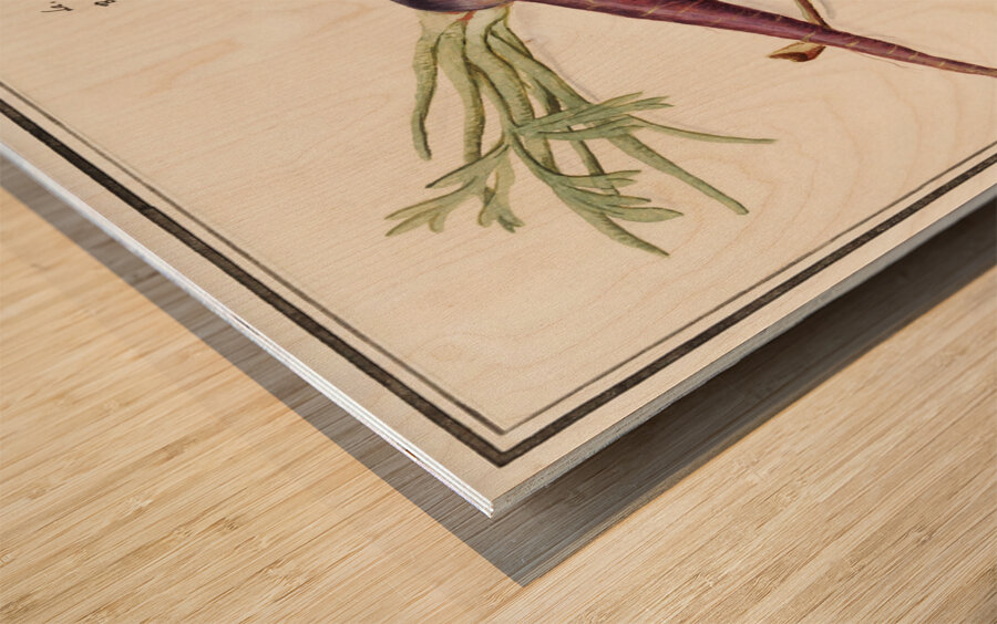 Carrot and red currant in vintage style Wood print