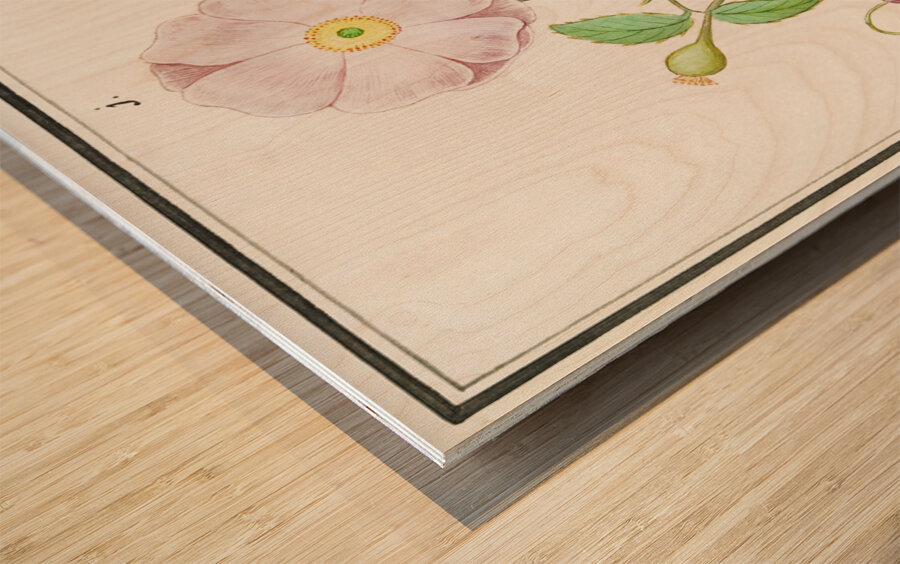 Dogstand flower wild rose and papaver Wood print