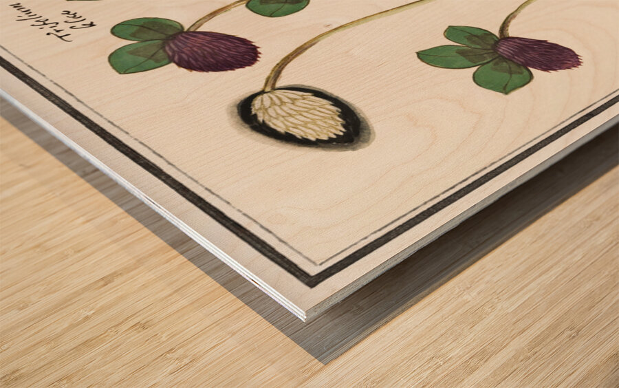 Dogstand flower wild rose and papaver Wood print