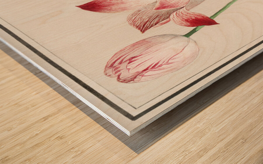 Tulip in vintage style Wood print