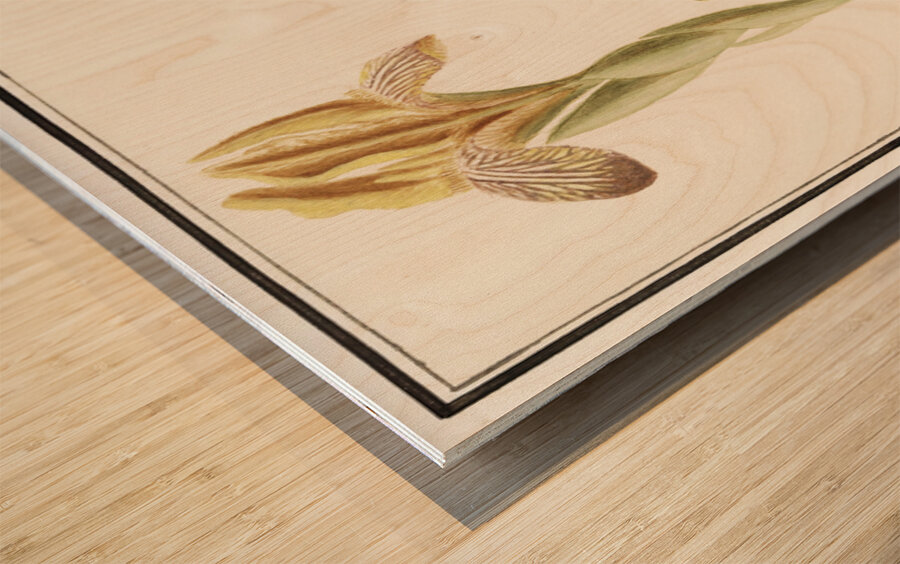 Yellow iris in vintage style Wood print