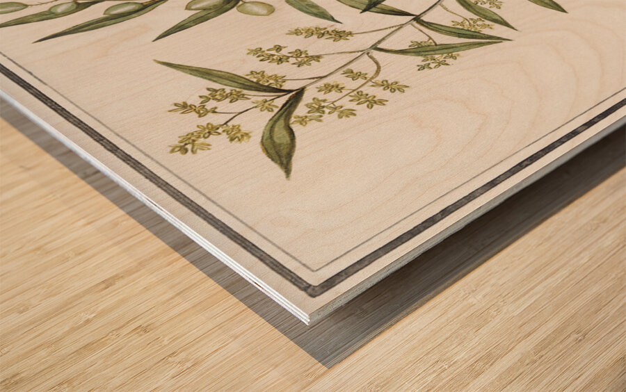 Olive in vintage style Wood print