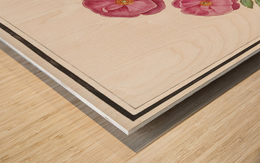 Wild rose in vintage style Wood print