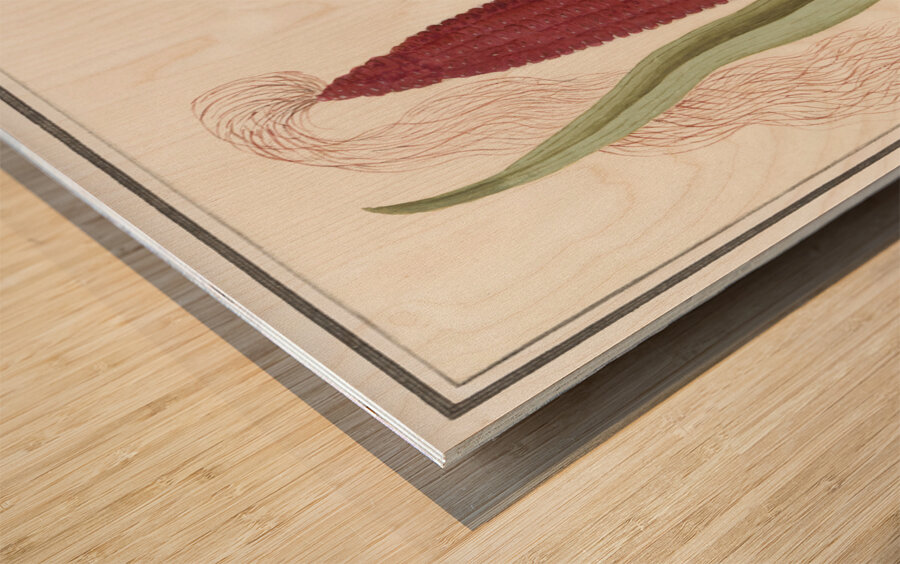 Maize in vintage style Wood print