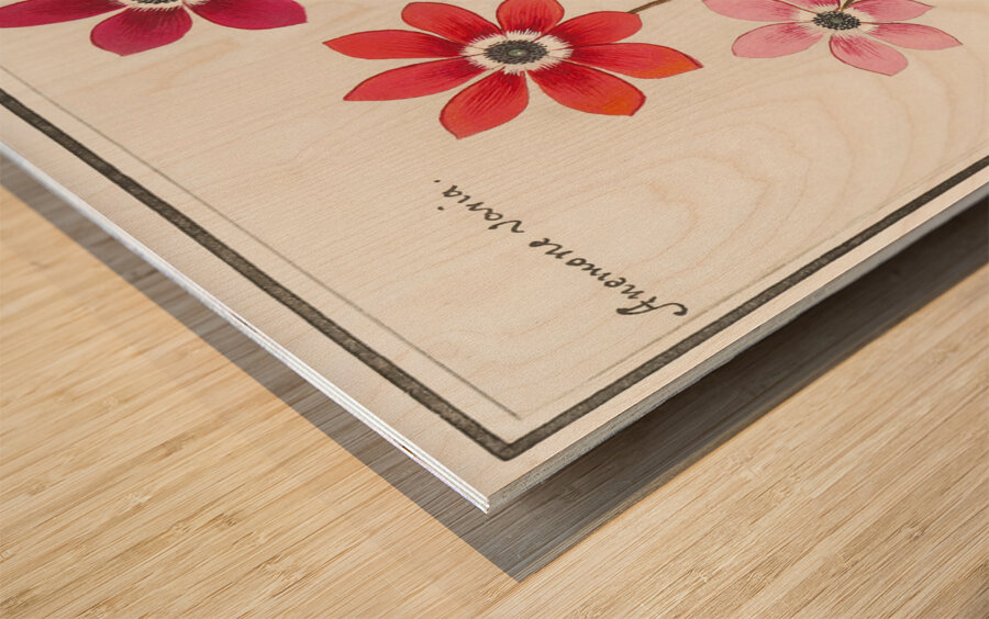 Anemone in vintage style Wood print