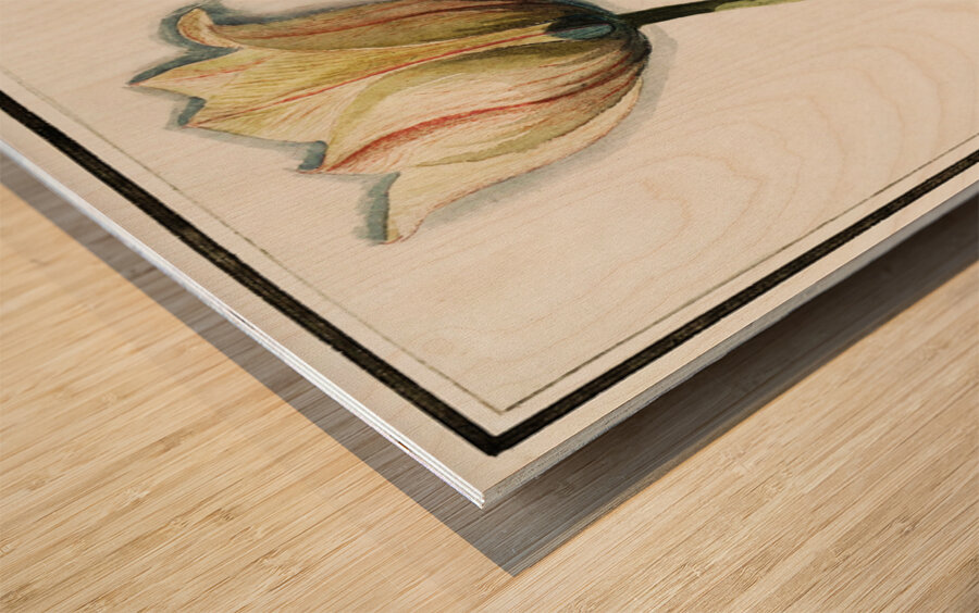 Tulip in vintage style Wood print