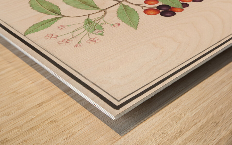 Bird cherry in vintage style Wood print