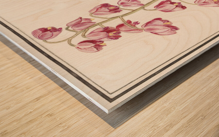 Cabbage in vintage style Wood print