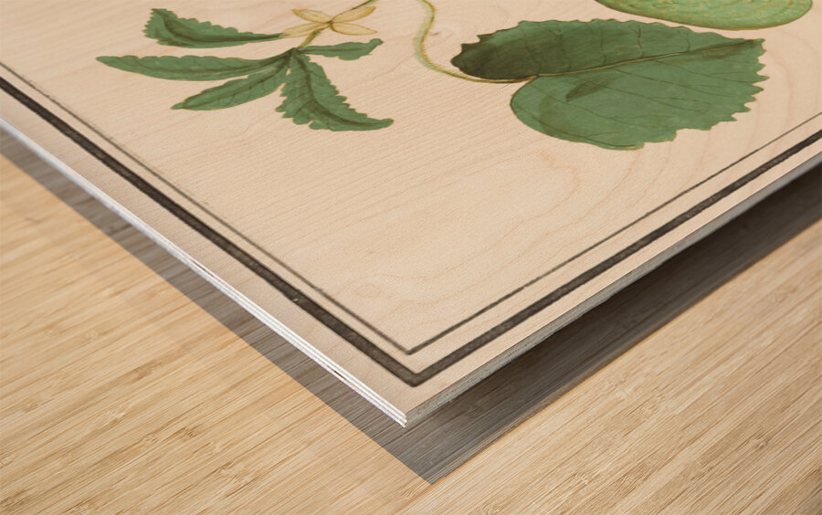 Cucumber in vintage style Impression sur bois