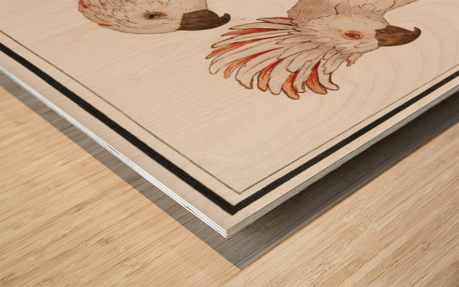 Moluccan cockatoo vintage style Wood print