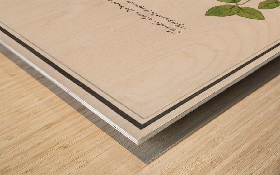 Moluccan cockatoo vintage style Wood print