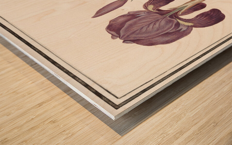 Purple iris in vintage style Wood print