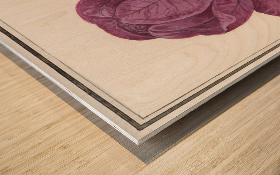Red cabbage in vintage style Wood print