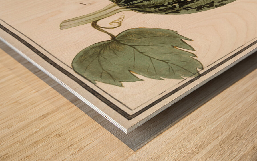 White cabbage in vintage style Wood print