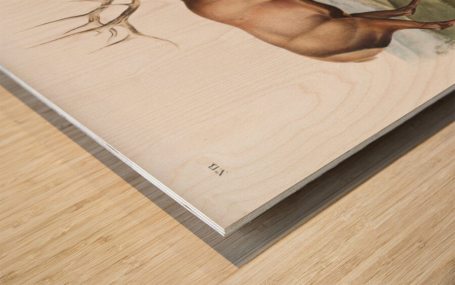 American Elk Cervus Canadensis  Impression sur bois