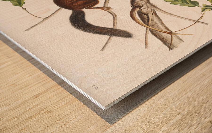 Soft-haired Squirrel Sciurus mollipilosus  Wood print