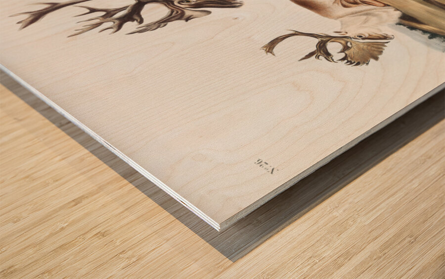 Caribou or American Rein Deer Tarandus furcifer  Wood print