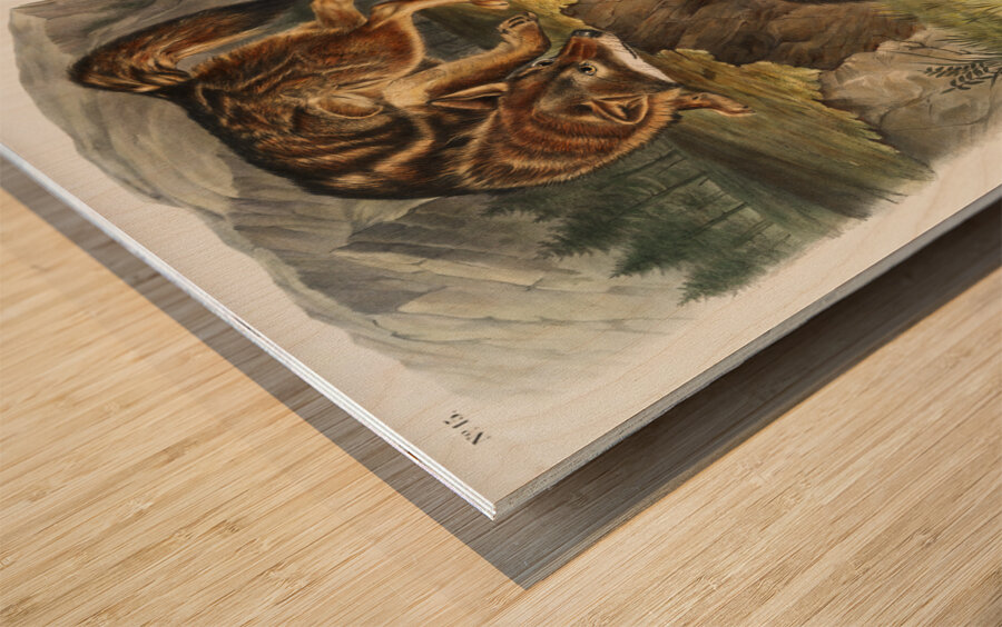 Prairie Wolf Canis latrans  Wood print