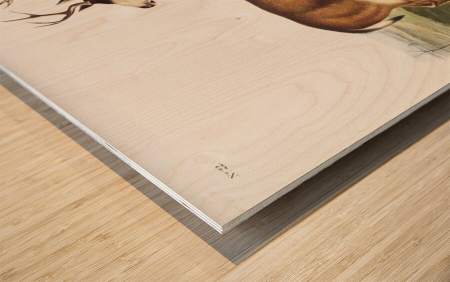 Columbian Black-tailed Deer Cervus Richardsonii  Wood print