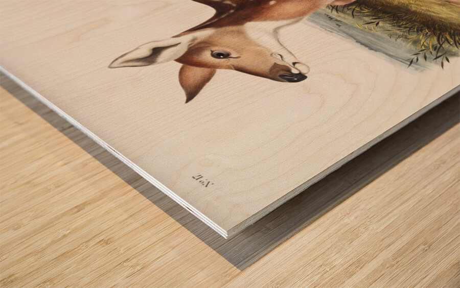 Columbian Black-tailed Deer Cervus Richardsonii  Wood print