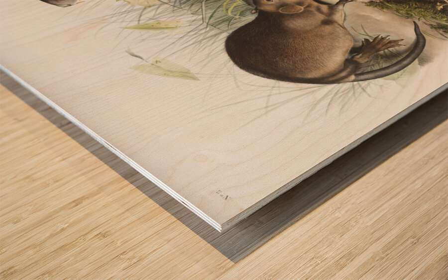 Musk-Rat Musquash Fiber Zibethicus  Wood print