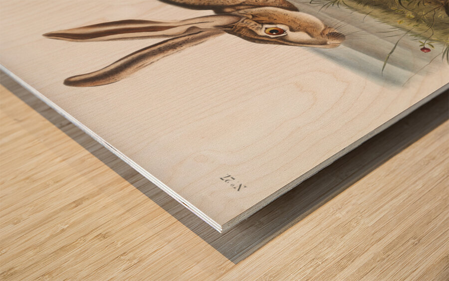 Texian Hare Lepus Texianus  Wood print