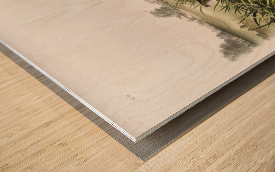 Meadow Mouse Arvicola Pennsylvanicus  Wood print