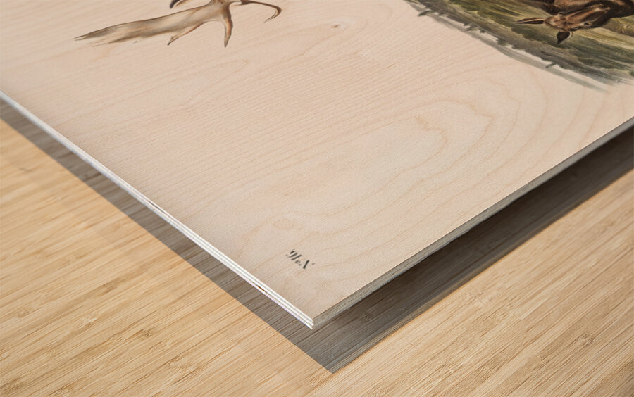 Moose Deer Servus alces  Wood print