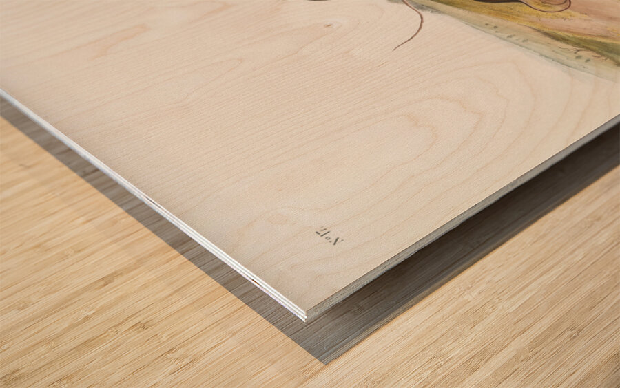 Jumping Mouse Meriones Americanus  Wood print