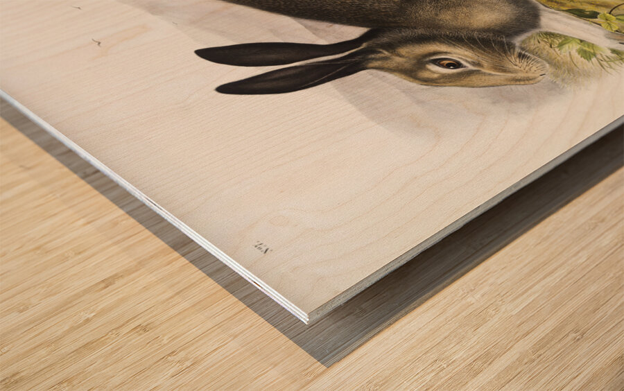 Polar Hare Lepus glacialis  Wood print