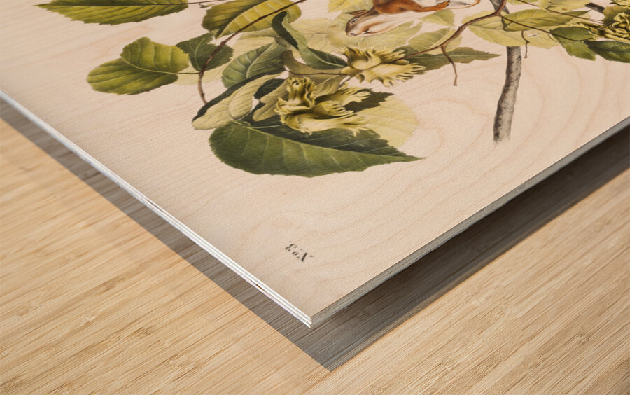 Bay Squirrel Chickaree Red Squirrel Sciurus Hudsonius  Wood print