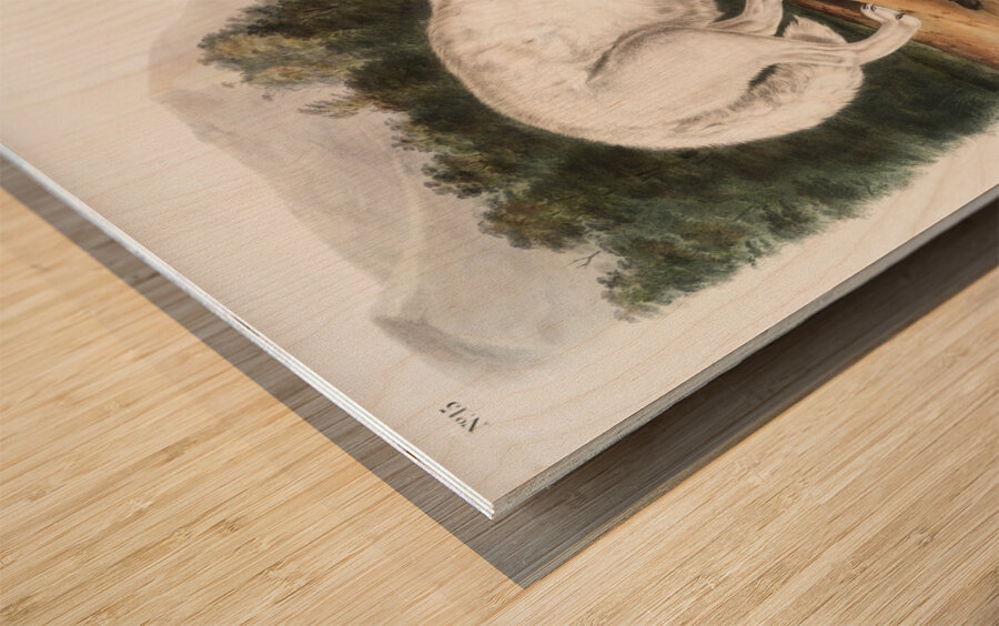 White American Wolf Canis lupus  Wood print