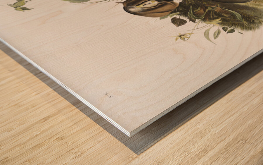 Canada Pouched Rat Pseudostoma bursarius  Wood print