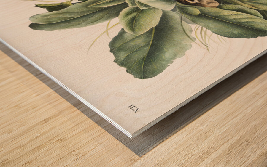 Black-tailed Hare Lepus negricaudatus  Wood print