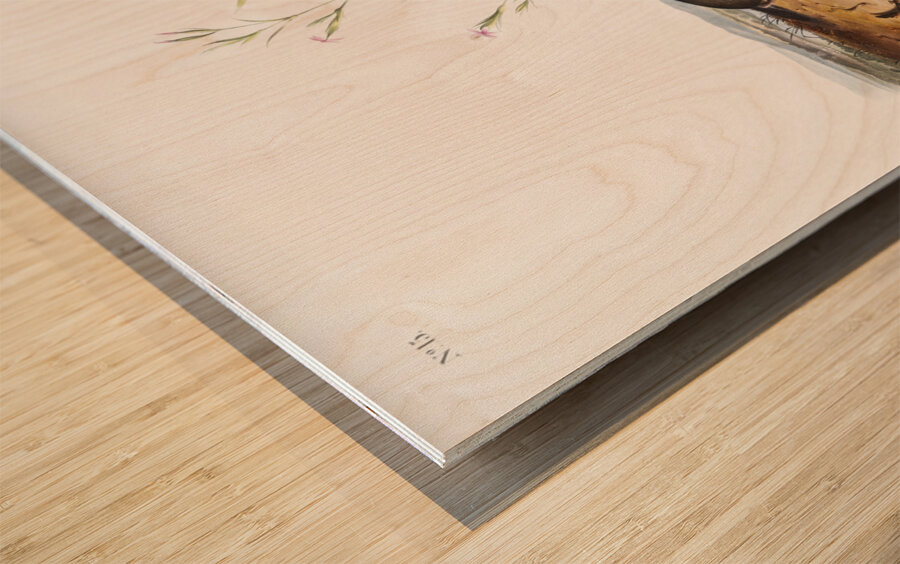 Shrew Mole Scallops Brewerii  Wood print