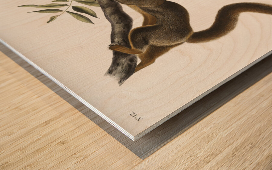 Orange-bellied Squirrel Sciurus sub-auratus  Impression sur bois